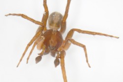 Dominic Monaghan's spider name. Ctenus monaghani. (Photo: Peter Jäger/Senckenberg)